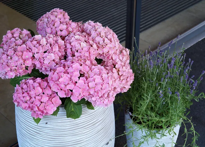 Апартаменти Valentin Design