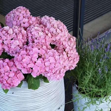 アパート Valentin Design